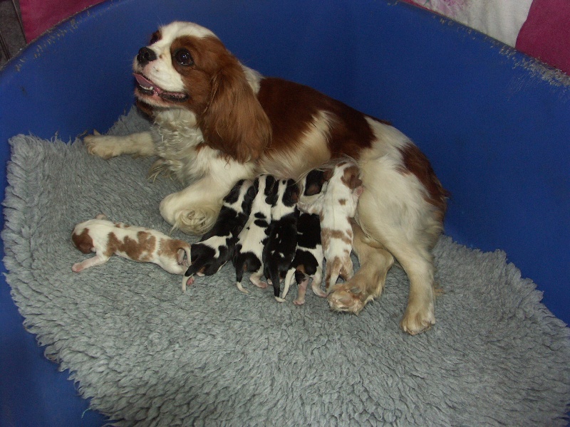 de la Cité d'Hinka - Cavalier King Charles Spaniel - Portée née le 10/06/2011