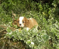 de la Cité d'Hinka - Cavalier King Charles Spaniel - Portée née le 30/06/2014