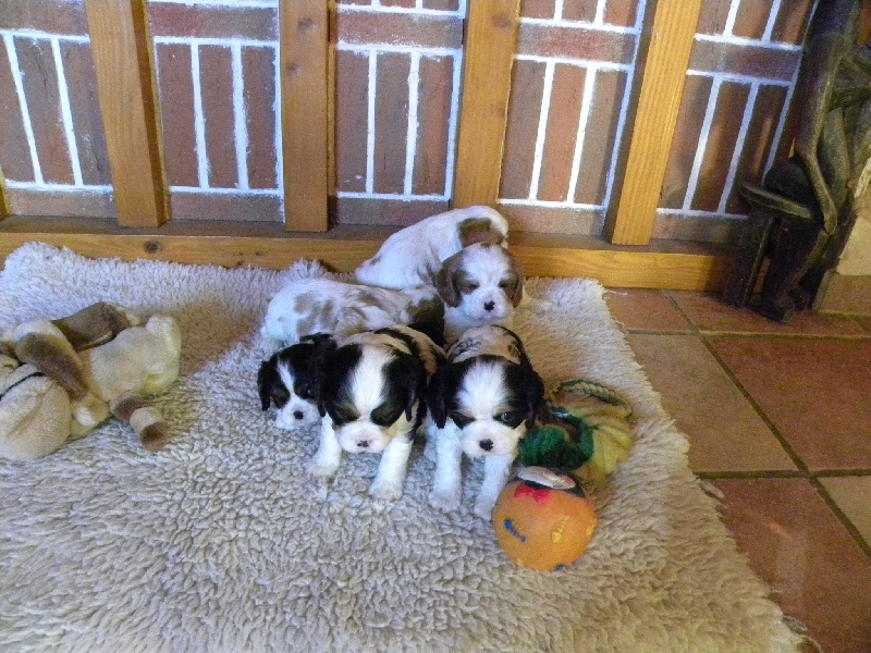 de la Cité d'Hinka - Cavalier King Charles Spaniel - Portée née le 15/01/2012