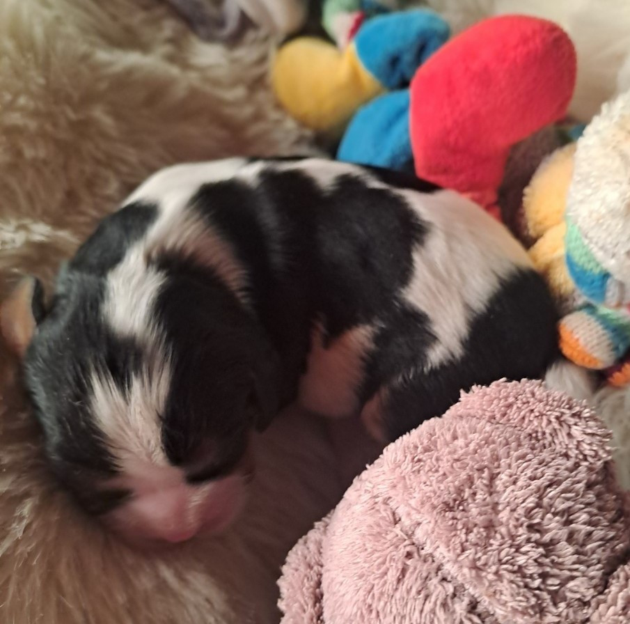 de la Cité d'Hinka - Chiots disponibles - Cavalier King Charles Spaniel