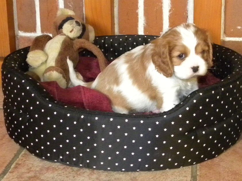 de la Cité d'Hinka - Cavalier King Charles Spaniel - Portée née le 01/02/2020