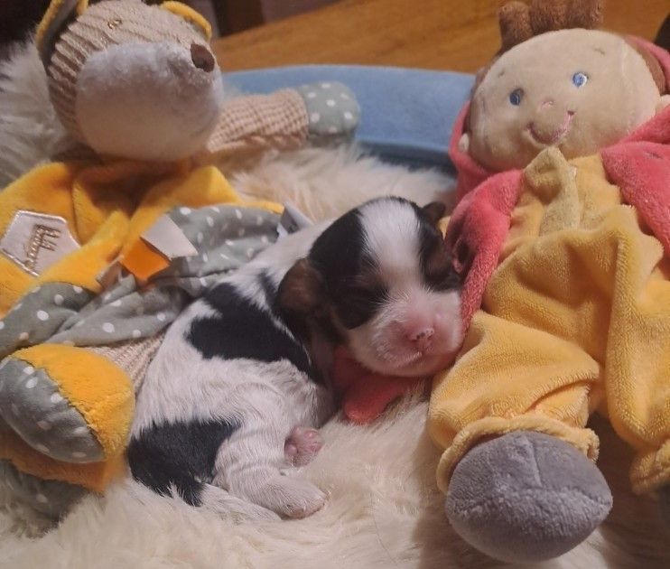 de la Cité d'Hinka - Cavalier King Charles Spaniel - Portée née le 07/11/2025