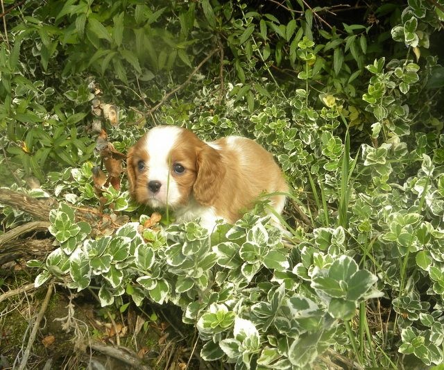 de la Cité d'Hinka - Cavalier King Charles Spaniel - Portée née le 30/06/2014