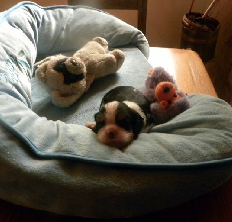 de la Cité d'Hinka - Cavalier King Charles Spaniel - Portée née le 30/06/2014