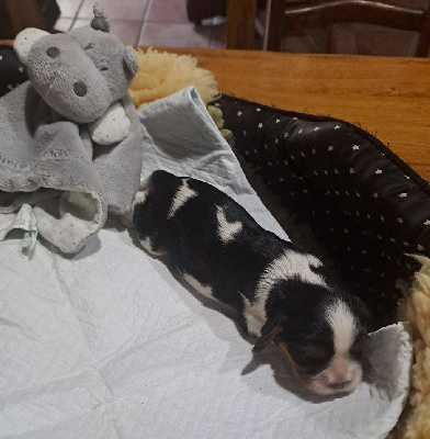 ATHENA dit DALHIA
