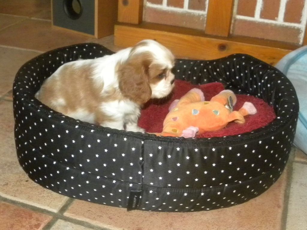 de la Cité d'Hinka - Cavalier King Charles Spaniel - Portée née le 26/05/2018