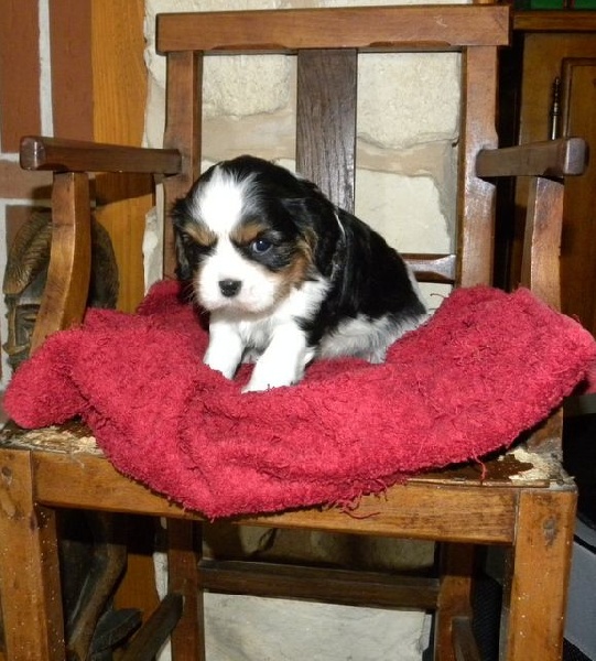 de la Cité d'Hinka - Cavalier King Charles Spaniel - Portée née le 29/11/2014